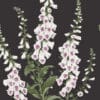 Foxglove Night, sort tapet med hvite revebjeller - Bilde 2